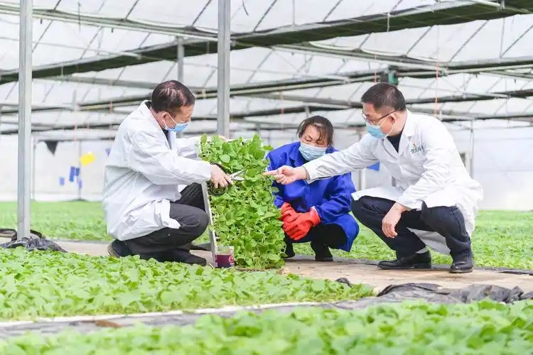 鄉(xiāng)村振興的造血者是誰