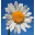 Wallflower 1.6.0.0 官方版
