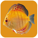 3D水族館動(dòng)態(tài)屏保 V2023綠色版