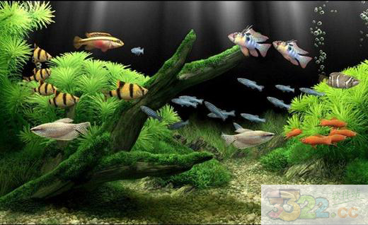 3D水族館動態(tài)屏保 V2023綠色版