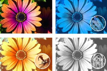 Adobe Photoshop Elements 2024 v25.1.0.120 中文版