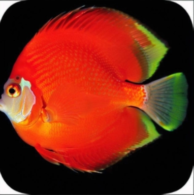 飛魚多功能時(shí)鐘 v7.00 綠色版