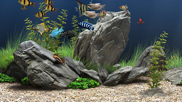 Dream Aquarium（屏幕保護(hù)程序）
