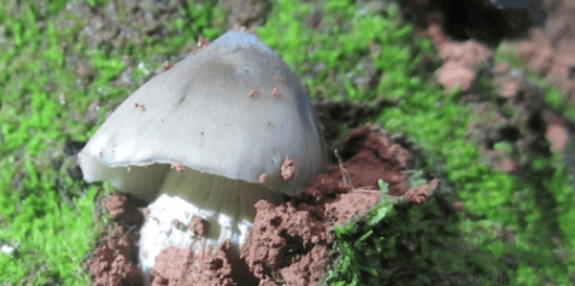 BandiView(圖像查看器)