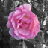 ImageElements BrightSpot 1.2 官方版